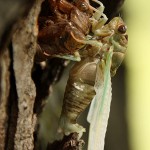 Newly Hatched Cicada