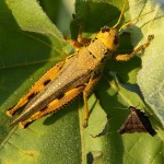 Dew-Covered Grasshopper