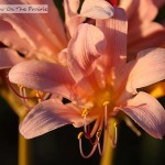 Resurrection Lilies