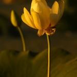 American Lotus