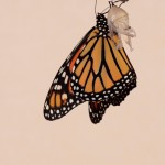 A Monarch Butterfly Is Born