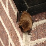 Big Brown Bat