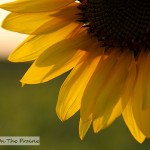 Flowers of Sunshine