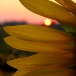 Sunset Flowers