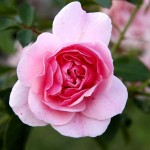 Fern’s Rosebush