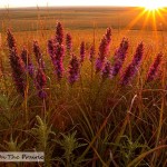 Fall In The Flint Hills