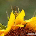 Hiding In The Sunflowers