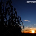 Sunset In The Cornfield