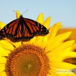 Last Of The Sunflowers