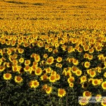 Sunflower Field