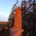 Corn Harvest