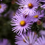 Fall Wildflowers