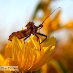 Prairie Bugs