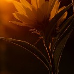 Maximilian Sunflowers