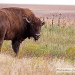 Video of Bison Herd