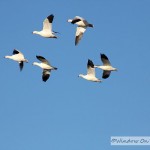 Snow Geese Migration