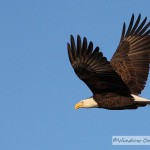 Bald Eagles In Flight