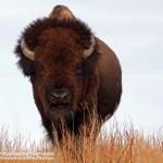 Bison Herd