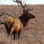 Elk Herd