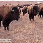 Bison Herd Video