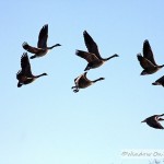 Canada Geese and Cattails