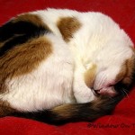 Worn Out Kitty