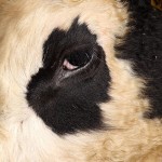 Panda Calf At A Year Old