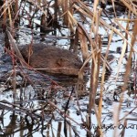 Muskrat