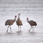 Sandhill Crane Video