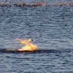 Trumpeter Swans Bathing