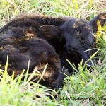 Violet Has Her Calf