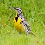 Western Meadowlark