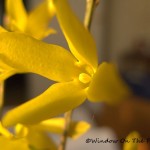 Blooming Forsythia