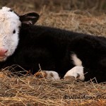 The Cutest Calf Ever