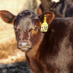 Sparkling Clean Calf