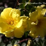Oregon Trail Rose