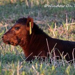 Hazel’s Calf Goes To The Vet