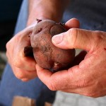 How To Plant Potatoes