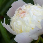 Peonies After The Rain