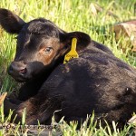 Cleo’s Newborn Calf