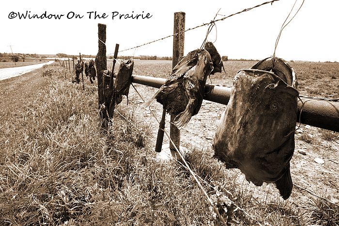 Are The Fish Biting? « Window On The Prairie