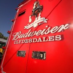 Budweiser Clydesdales