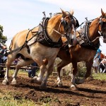 Draft Horse Pull