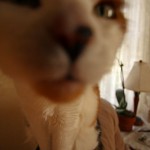 Kitty and the Wide Angle Lens