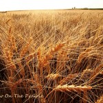 Amber Waves of Grain