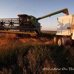 Wheat Harvest