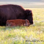 Summer Bison Video