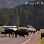 Bison Herd At Custer State Park