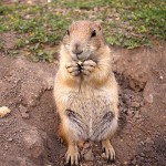 The Ranch Store Prairie Dog Town