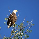 Bald Eagle At Rest